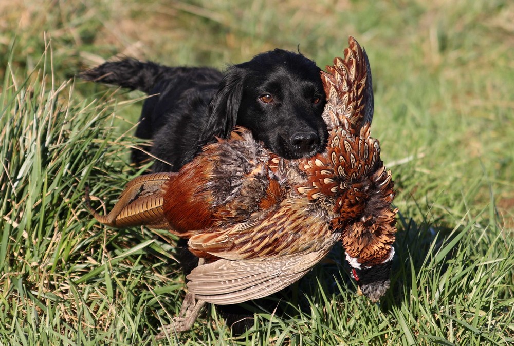 Nithvalley Sadghuru - Working Cocker