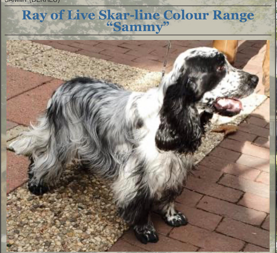Ray of Live Skar-Line Colour Range