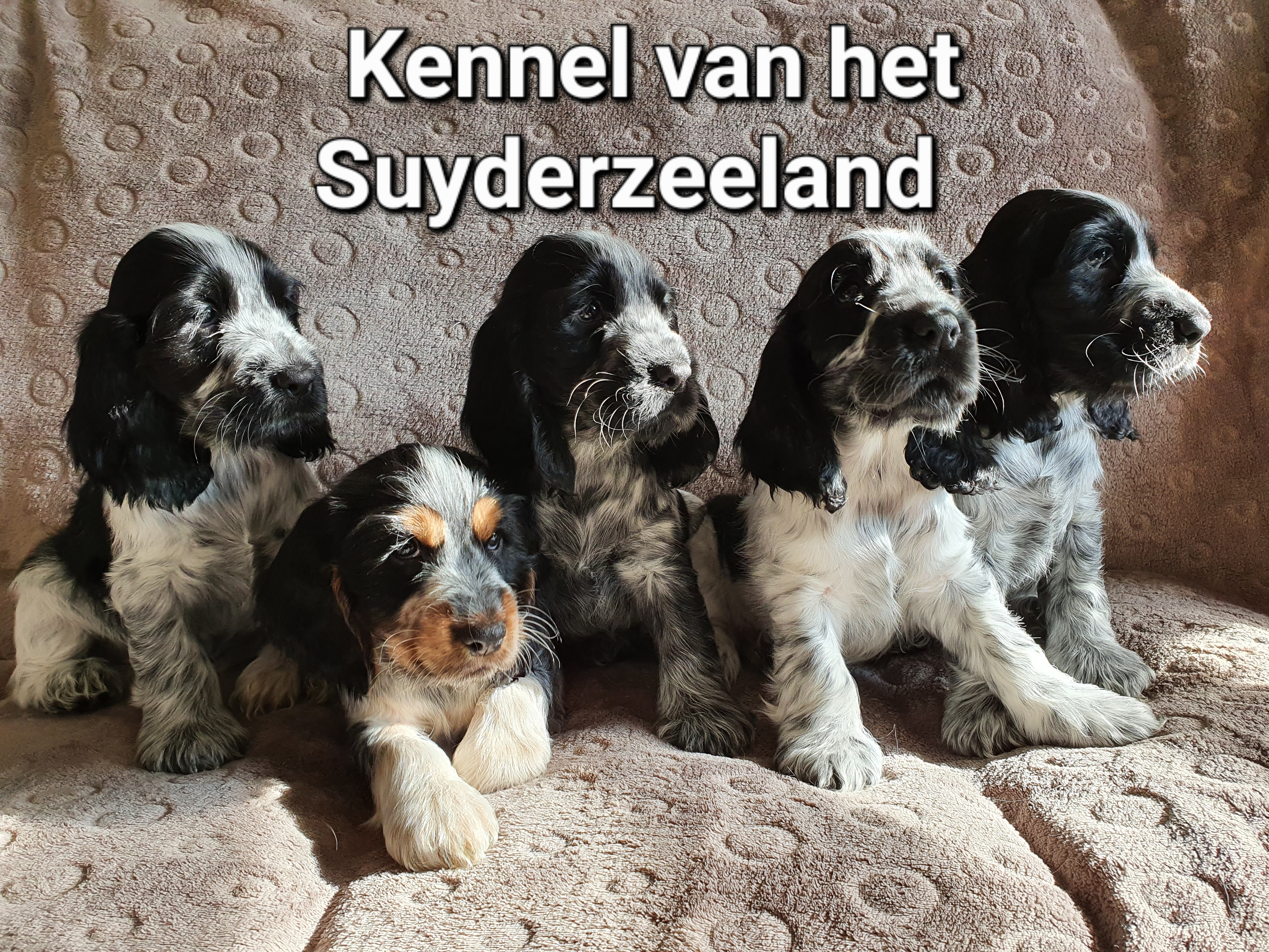 Van het Suyderzeeland