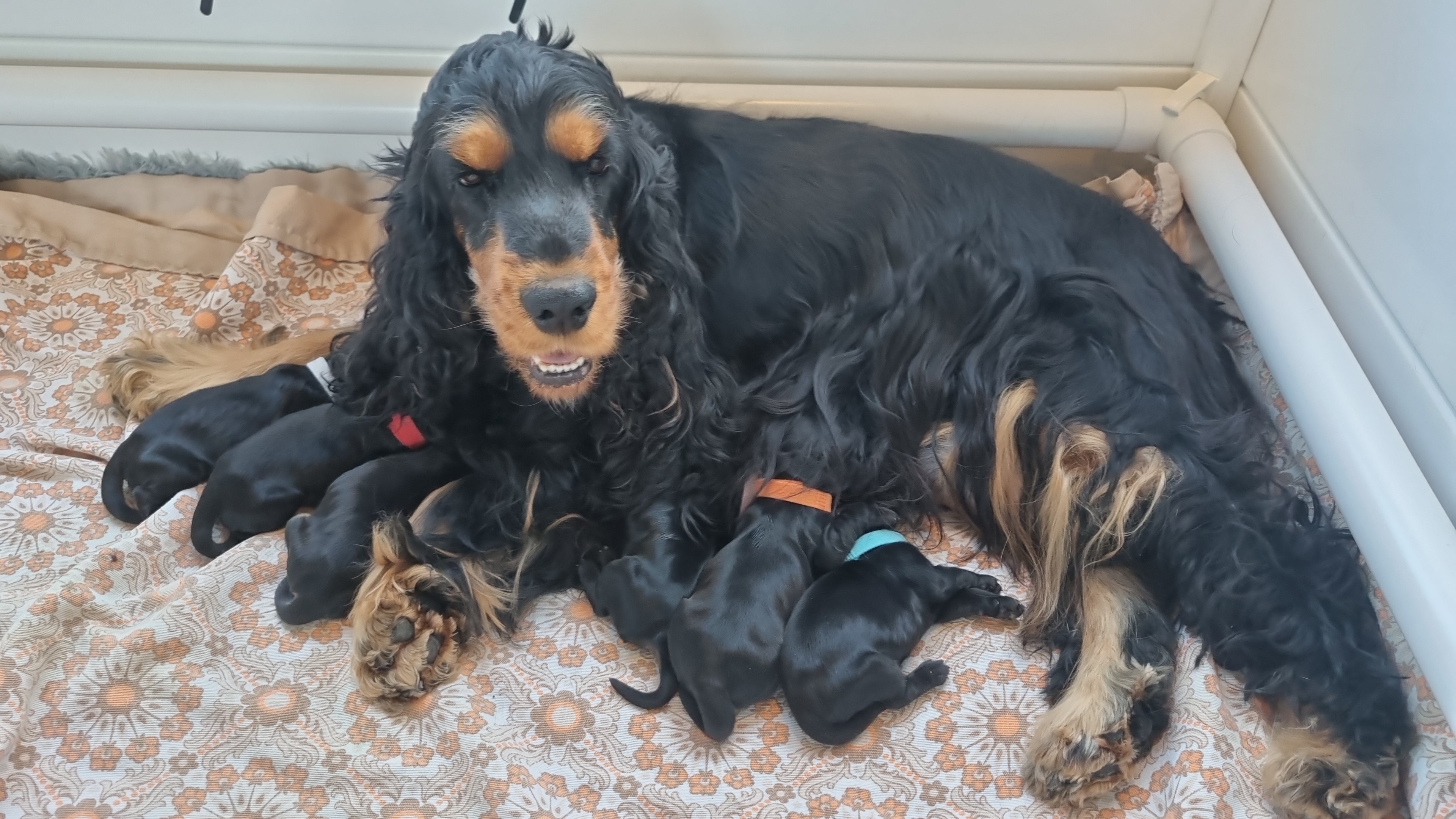 Nest Pups geboren uit de showlijn